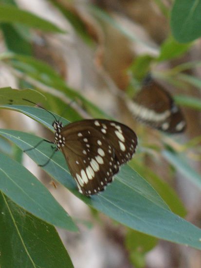 Tausende Schmetterlinge in der Butterfly Gorge auf dem Savannah Way