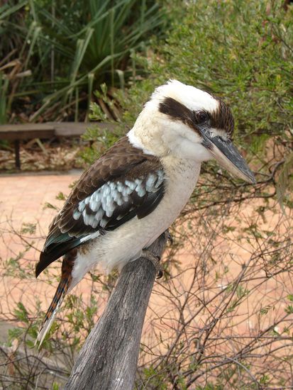 - Der Kookaburra - 
Einer der bekanntesten Voegel hier in Australien.
Die Laute von ihnen sollen sich wie Lachen anhoeren, wir finden es klingt eher wie ein Affe 