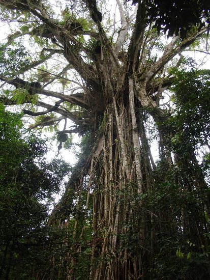 - Der Cathedral Fig Tree - 
Ein riiiiesen grosser Feigenbaum, 500 Jahre alt.
