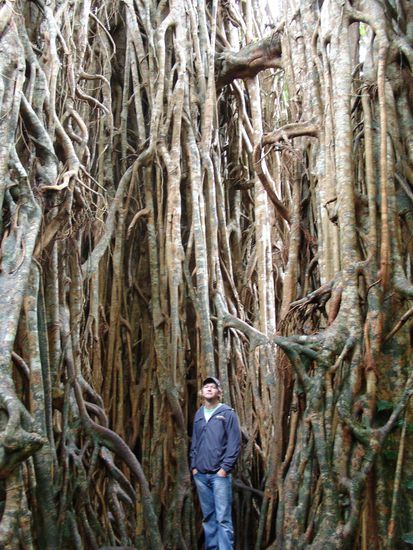 Im Inneren des Baumes....
Wirklich riesig...nur wo waren die Feigen?
