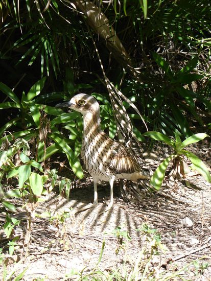 Dieser Vogel hier ist gespenstisch 
Er ist nachtaktiv und heult wie ein Geist.
Huuuuuuhhhhhhh.. Huhhhhhhuuuuuu