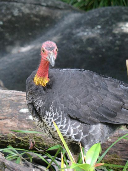 - Ein Busch-Truthahn - 
Die deutsche Henne in Australien 