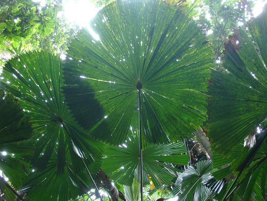 - Mangrovenwaelder im Daintree National Park - 
Cape Tribulation