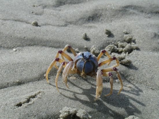 An einem der vielen Straende entdeckten wir Tausende von diesen kleinen Krebsen hier, die in ganzen Kolonien ueber den Sand zogen.