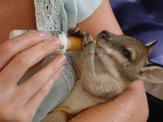 In Cooktown trafen wir auf einen Mann, der ein kleines Wallaby Baby aufzieht, da die Mama ueberfahren wurde, und er es aus dem Beutel rettete. 
Nicht mal 7 Monate alt...ich durfte es sogar mit der Flasche fuettern!
Wiiiiieee suess.....!!!! Haette es am liebsten mit nach Deutschland genommen.