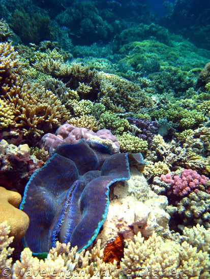 Korallen sah man in allen Farben leuchten!