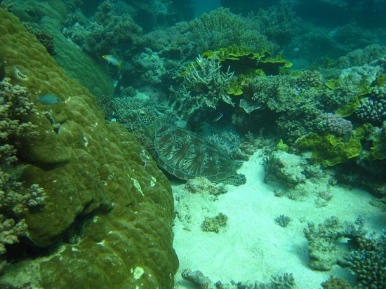 ...ein Suchbild...
Wer entdeckt die Schildkroete???