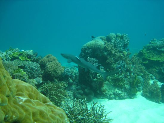 Riffhaie hatten wir auch gesehen.
Gottseidank haben sie mehr Angst vor uns, als wir vor ihnen!