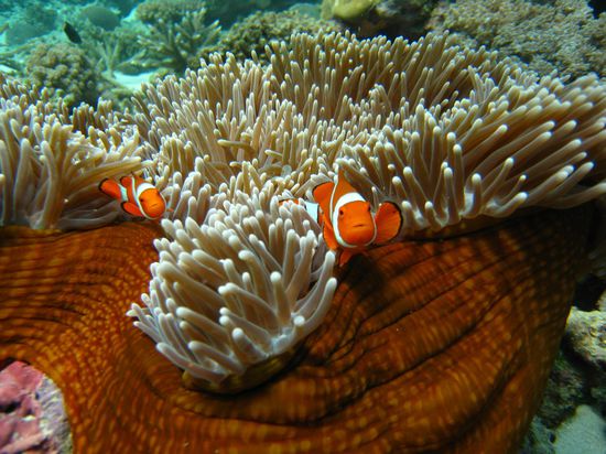 Wen haben wir denn da???
"Nemo" war auch da! 
