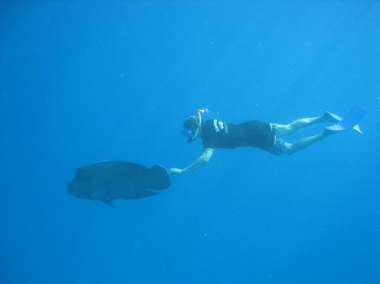 Ein riiiiiesen Fisch wartete am 3. Schnorchelspot auf uns...er war zutraulich und liess sich sogar von uns fuettern und beruehren. Fuehlte sich ganz glitschig an. War ein total faszinierendes Erlebnis!