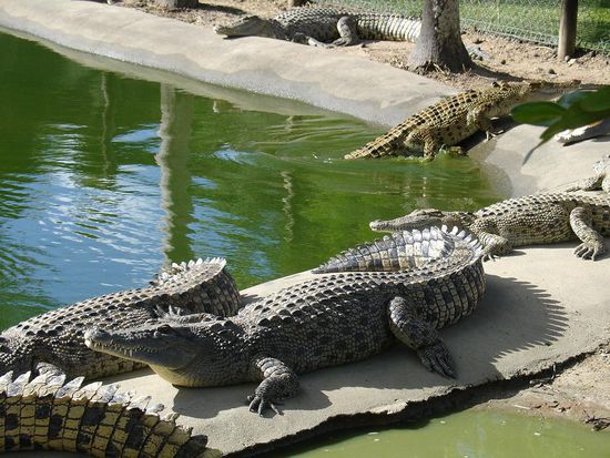 Auf der Krokodilfarm in Innisfail