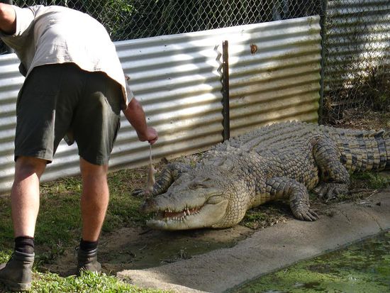 ...hier waren bis zu 7 Meter lange Monster, die alle aus der Umgebung eingefangen wurden.