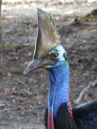 - Casowarys - 
Seltene und einzigartige Riesenvoegel, die es nur in den tropischen Regenwaeldern hier gibt...und die koennen richtig agressiv werden!