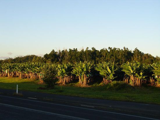 Bananenplantagen....wo man hinschaut!