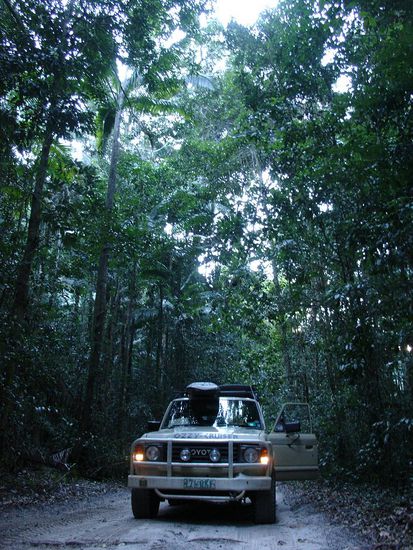 - Fraser Island - 
Wir fuhren teilweise mitten durch den uralten Regenwald, der hier komplett im Sand gewachsen ist. Der weiche Sand und die riesigen Wurzeln der Baeume waren fuer unser Auto nochmal eine richtige Offroad-Herausforderung!