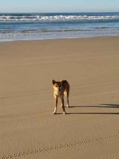 - Dingos am Strand von Fraser Island - 
Hier gibt es die noch einzig reinrassigen Dingos von Australien. 
Irgendwie suess...aber Vorsicht ist geboten! Immerhin sind es immer noch Wildhunde.