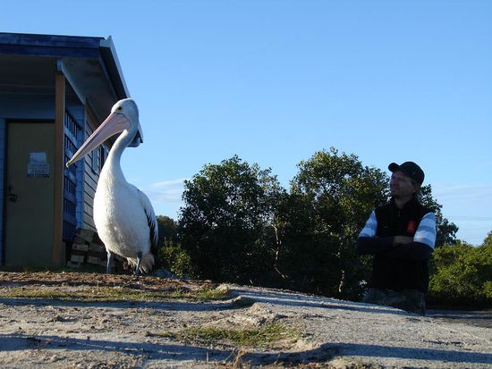 - Tin Can Bay - 
Bei dem Cafe hier wartet ein Pelikan, dass fuer ihn auch ein Fisch bei der taeglichen Delphinfuetterung abfaellt.
Echt riesig diese Voegel!