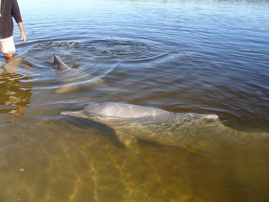 Nur Papa&amp;Sohn-Delphin waren an diesem Tag vertreten, da die ganzen Mamis gerade draussen im Meer beim Brueten unter sich sind. 
Echt ein schoenes Erlebnis diesen intelligenten, verspielten und zutraulichen Tieren mal hautnah zu sein!!