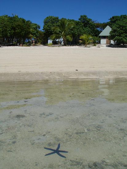 - Der blaue Seestern - 
Auch ein Symbol von Fiji...
Man kann ihn sogar anfassen.