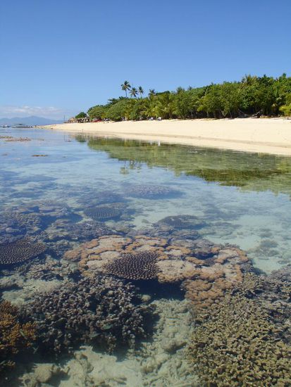 - Bounty Island - 
Ein Traum fuer Schnorchler.....um die ganze Insel herum ein wunderbares Hausriff...natuerlich auch mit Riffhaien! 