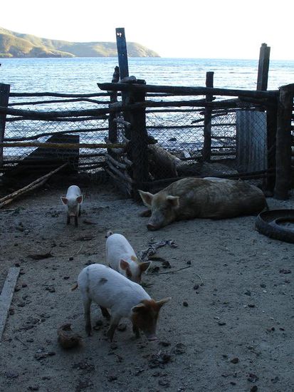 ...die haben vielleicht Schwein! 
So ein Leben am Strand ist auch nicht zu verachten!