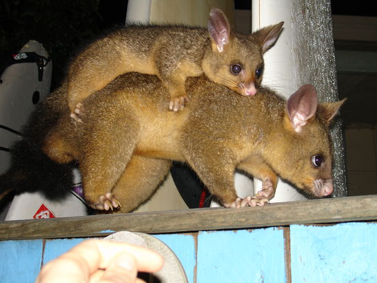 Naechtliche Besucher (Possom-Mammi und Baby) im Camp auf der Suche nach Futter....suuuuueeesss!