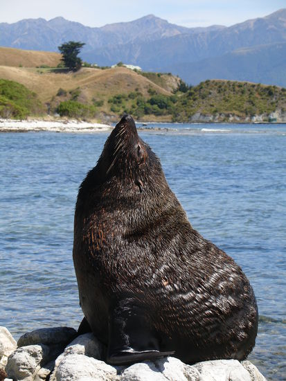 Sonnenanbeter... man koennte Sie streicheln wenn nicht ausdruecklich davon auf Hinweisschildern abgeraten werden wuerde...Sie brauchen ihre natuerliche Privatsphaere 