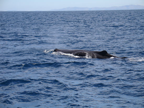 - Beim Whale-Watching -
Der Sperm-Whale, auf deutsch Pottwal - wir haben etwa 10 von denen gesehen...wirklich sehr aufregend !!