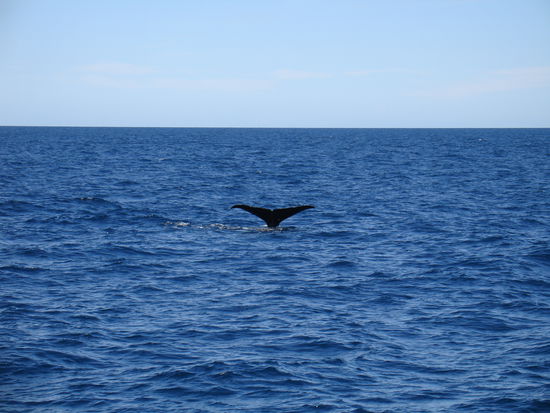 18 Meter Wal tauchen gerade ab fuer den nachsten 200-kg-Fisch-Snack.