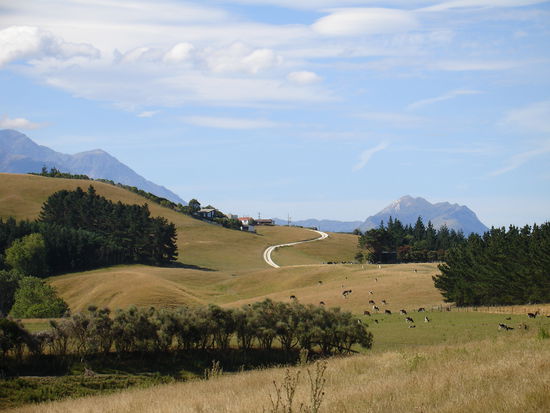 fuer die Bayern unter euch... Na kommt euch diese Landschaft bekannt vor? 
Wir sind hier aber immer noch in Neuseeland...