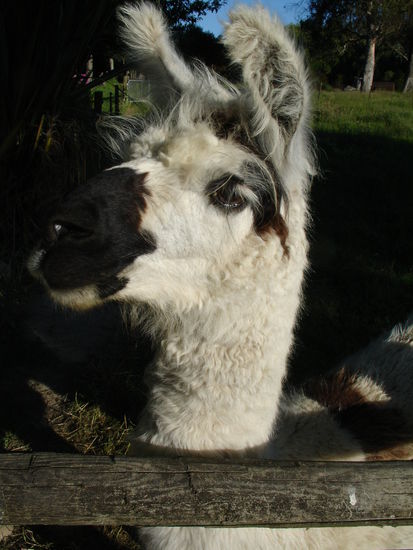 unser Freund "Lama" in Abel Tasman auf der Old MCDonnalds Farm