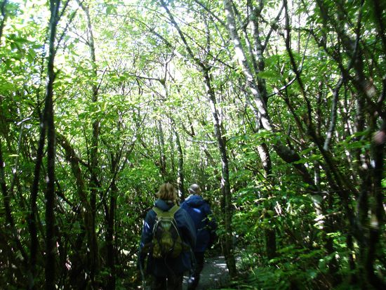 Erst gings eine halbe Stunde durch den "Dschungel" - bis zum Fusse des Gletschers
