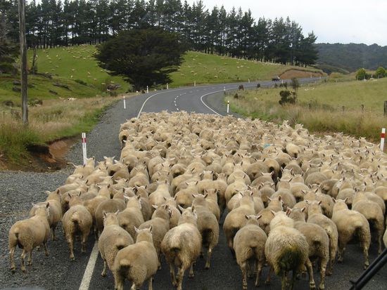 Bei 42 Millionen Schafen erklaert sich dieses Foto von selbst