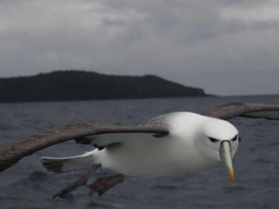 Buuhhhh...
Man trifft dort saemtliche Voegel hautnah!
Ein Vogel hat Daisy sogar am Schuh geknabbert - sie haben keine Scheu vorm Menschen hier