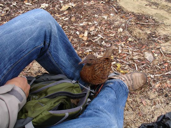 Die frechen Dinger wollten immer an unsere Rucksaecke - wohlgemerkt es sind alles wilde Voegel!
