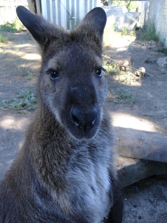 Ein Wallaby auf einer Tierfarm in Kaikoura