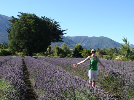 Eine Lavendelfarm in Kaikoura. Es duftete fantastisch und das hausgemachte Lavendeleis war einzigartig!