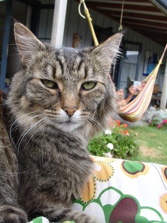Mein Chico-Ersatz in Raglan -
wir hatten dort ein total cooles Hostel mit Blick aufs Meer, Jacuzzi und ganz vielen Haengematten