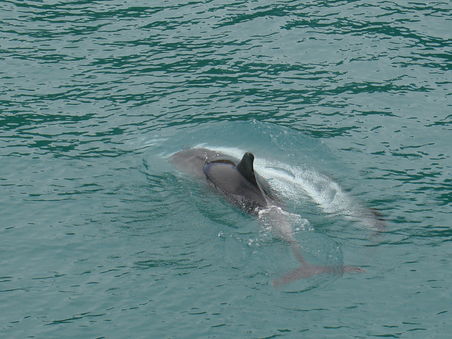 ...und wir sahen Bottlenose-Delphine, einer der groessten Delphinarten - suess!