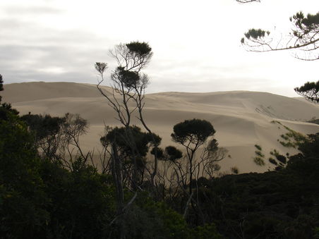 Giant Duenes bei Cape Reinga -
an der Nordspitze der Nordinsel - echt gigantisch!!!