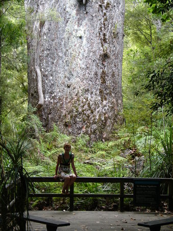 Die Giant Kauri's - die groessten Baume der Welt -
bis zu 16 Meter Umfang...