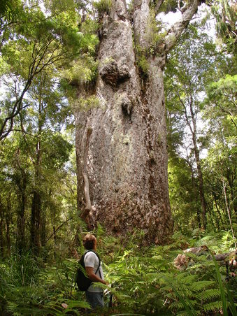 ...bis zu 54 Meter Hoehe...
Sie sind bis zu 2000 Jahre alt!!
Wahnsinn, wenn man diese Baume in echt sieht, wie gigantisch sie sind!!!
