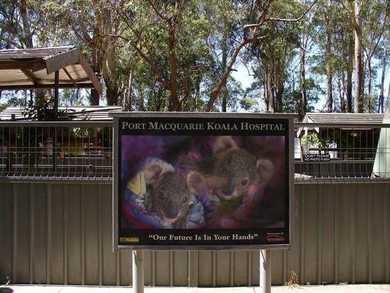 Port Macquarie - Das Koala Hospital
Hier werden ehrenamtlich wilde Koalas behandelt, die z.B. vom Auto angefahren oder durch Buschbraende verletzt worden sind.