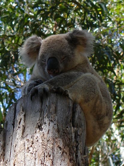Suess....!
Ein doesendes Koala im Hospital, dass sich erholt um dann wieder in die Freiheit zu kommen.