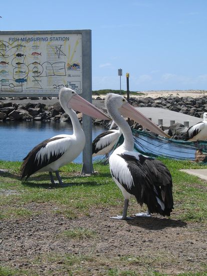 Pelikane am Lake Illawara bei Wollongong
