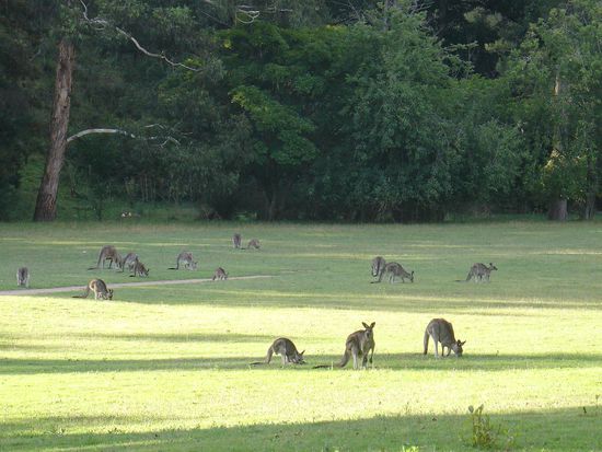 Auf dem Campingplatz bei den Wombeyan-Cave eine Wiese voller Kaenguruhs