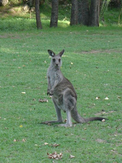 Grey Kaengaruhs ueberall...