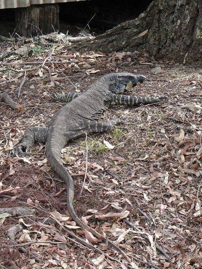 ...sogar eine Riesen-Echse haben wir gesehen...uuh, der hat aber ganz schoen boese geschaut!