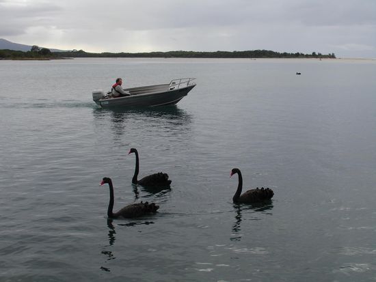 In Australien gibt es schwarze Schwaene!