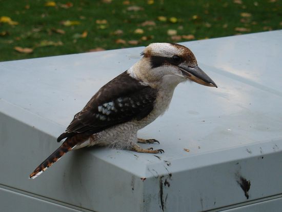 Ein Kookaburra